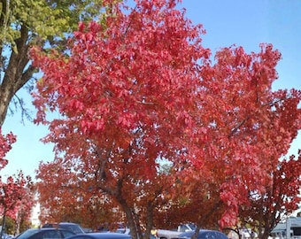 Puede incluir: Árboles con hojas de color rojo brillante contra un cielo azul claro. La imagen captura los ricos colores del otoño. La escena sugiere un parque o un entorno natural, con los árboles en plena hoja.