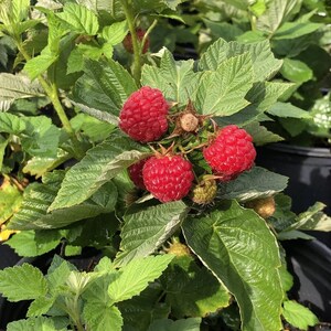 May include: A cluster of bright red, ripe raspberries growing on a green leafy plant. The berries have a textured, bumpy surface and are surrounded by serrated green leaves. Some smaller, unripe berries are visible among the foliage.
