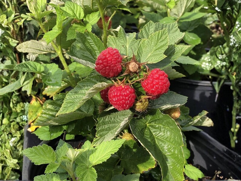 May include: A cluster of bright red, ripe raspberries growing on a green leafy plant. The berries have a textured, bumpy surface and are surrounded by serrated green leaves. Some smaller, unripe berries are visible among the foliage.
