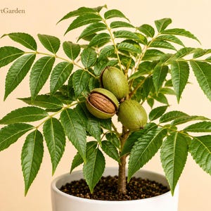 May include: A small pecan tree in a white ceramic pot with green leaves and three pecans, one of which is partially open to reveal the brown nut inside. The text FreshStartGarden is visible in the upper left corner of the image.