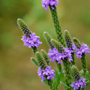 May include: Close-up of purple flowers with small, clustered blooms atop green stems. The flowers are in various stages of bloom, with some fully open and others still budding. The background is a soft, blurred green.