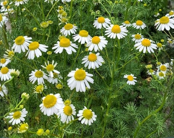 Puede incluir: Primer plano de un campo de flores de manzanilla. Las flores tienen pétalos blancos que rodean un centro amarillo brillante. Los tallos y hojas verdes sirven de telón de fondo a las flores.