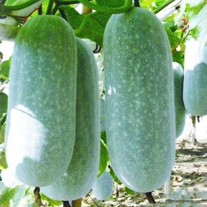 May include: Several large, oblong, light green winter melons hang from vines in a garden setting. The melons have a fuzzy texture and are partially shaded. Green leaves and stems surround the fruit, with a few smaller melons visible.