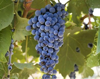 Puede incluir: Un racimo grande y denso de uvas redondas de color púrpura oscuro que cuelga de una vid. Las uvas tienen un aspecto mate y polvoriento, rodeadas por varias hojas verdes anchas y lobuladas con venas visibles, unidas a un tallo leñoso marrón.