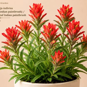 May include: A potted Castilleja indivisa, also known as Texas indian paintbrush or Entireleaf Indian paintbrush, featuring vibrant red bracts and green foliage. The text FreshStartGarden, Castilleja indivisa, and 25 Seeds is visible.