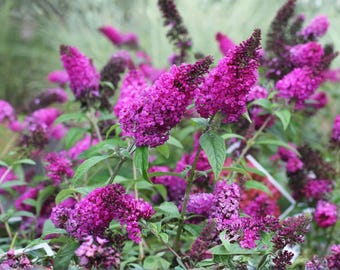 Puede incluir: Un grupo de flores de arbusto de las mariposas de color magenta vibrante con panículas alargadas en forma de cono, densamente pobladas de pequeñas flores de cuatro pétalos. La planta muestra numerosas hojas verdes lanceoladas.