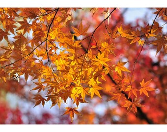 Puede incluir: Primer plano de hojas de otoño vibrantes en tonos amarillos y naranjas. Las hojas están en ramas, con un fondo borroso de follaje rojo y naranja. La imagen captura la belleza del otoño.