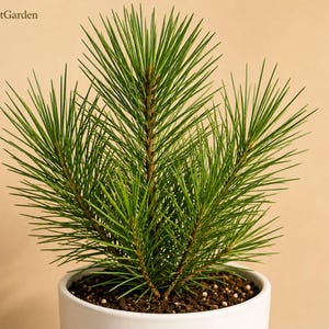 May include: A small pine tree with vibrant green needles planted in a white ceramic pot. The plant features multiple branches extending upwards from the soil. The text FreshStartGarden is visible in the upper left corner of the image.
