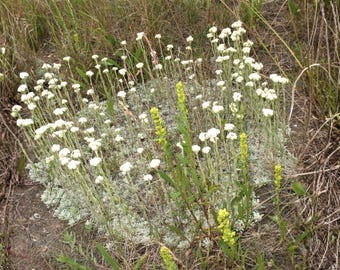 Antennaria Parvifolia Seeds (Pussytoes) – 100 Seeds | Native Groundcover | Drought Tolerant Wildflower