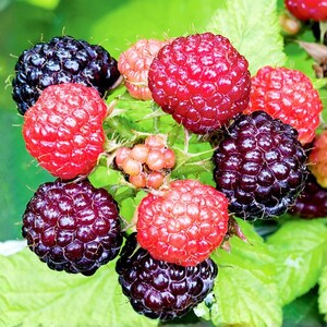 Ohio Treasure Black Raspberry Rooted Starter Plant – Everbearing Rubus occidentalis, Fruiting Cane