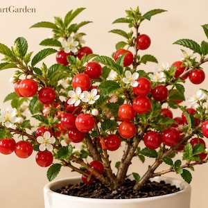 Könnte beinhalten: Ein kleiner Kirschstrauch in einem weißen Topf mit leuchtend roten Kirschen und weißen fünfblättrigen Blüten zwischen grünen gezackten Blättern. Der Text FreshStartGarden ist oben links sichtbar. Die Pflanze hat mehrere holzige Stämme und dunkle Erde.
