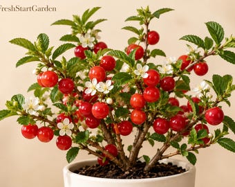 May include: A small cherry bush in a white pot with bright red cherries and white five-petaled flowers among green serrated leaves. The text FreshStartGarden is visible in the upper left corner. The plant has multiple woody stems and dark soil.