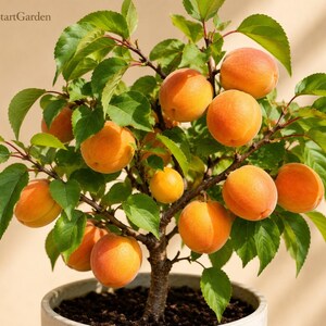 May include: A small apricot tree in a round pot with dark soil, featuring numerous round, orange-yellow fruits and vibrant green serrated leaves. The text FreshStartGarden is visible in the upper left corner of the image.