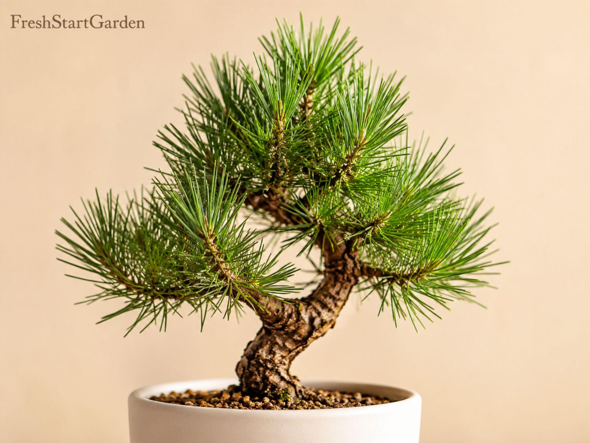 Japanese Red Bonsai - Etsy