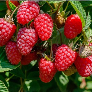 May include: A cluster of ripe, vibrant red raspberries hanging from a green leafy branch. The berries feature a textured, bumpy surface and are shown in various stages of maturity, with some deep red and others showing lighter, developing tones.