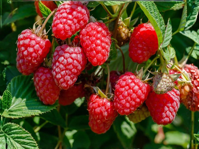 May include: A cluster of ripe, vibrant red raspberries hanging from a green leafy branch. The berries feature a textured, bumpy surface and are shown in various stages of maturity, with some deep red and others showing lighter, developing tones.