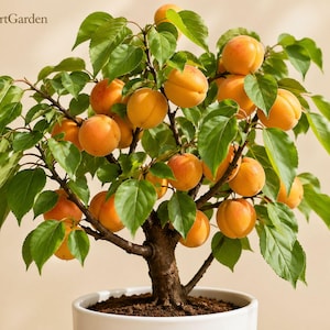 May include: A small apricot tree in a white pot, laden with ripe, orange apricots. The tree has green leaves and a brown trunk. The pot sits on a neutral background. The text "FreshStartGarden" is in the upper left corner.