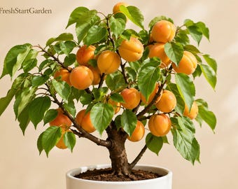 Puede incluir: Un pequeño árbol de albaricoque en maceta, cargado de albaricoques naranjas maduros. El árbol tiene hojas verdes y un tronco marrón. La maceta es blanca, sobre un fondo neutro. El texto "FreshStartGarden" es visible.