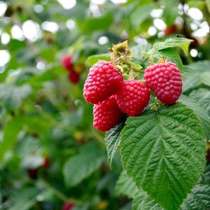 May include: A close-up of a cluster of ripe red raspberries on a green leafy branch. The raspberries are plump and juicy, with a vibrant color. The leaves are a deep green, creating a natural and fresh scene.