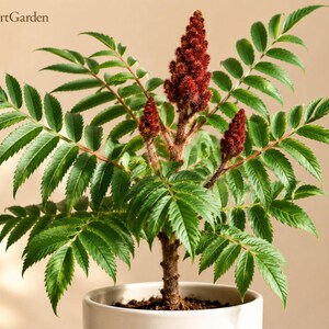Op de afbeelding: Een sumakplant in een pot met levendig groene, geveerde bladeren en drie opvallende, rechtopstaande, donkerrode, kegelvormige bloemtrossen. De plant staat in een eenvoudige, witte, cilindrische keramische pot. De tekst FreshStartGarden is zichtbaar.