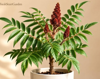 Puede incluir: Una planta de zumaque en maceta con hojas pinnadas de color verde vibrante y tres racimos de flores de color rojo oscuro en forma de cono, erguidos. La planta está en una maceta de cerámica blanca, cilíndrica y sencilla. El texto FreshStartGarden es visible.