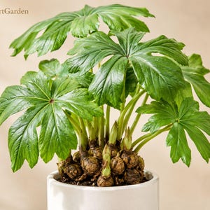 Op de afbeelding: Een kamerplant in een pot met glanzende, diep ingesneden groene bladeren en een cluster bruine, bolvormige wortels die boven de aarde uitsteken. De plant staat in een eenvoudige witte keramische pot. De tekst FreshStartGarden staat linksboven.