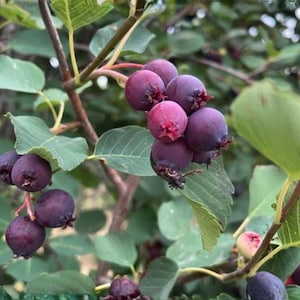 May include: A cluster of round, deep purple serviceberries hanging from thin, woody branches. The berries feature small, star-shaped calyxes at their base and are surrounded by oval, serrated green leaves on a shrub with thin, brown stems.