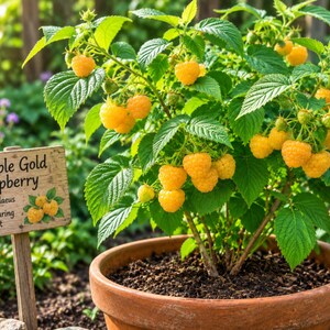 K&ouml;nnte beinhalten: Eine getopfte Double Gold Himbeerpflanze mit leuchtend gelben Beeren und gr&uuml;nen Bl&auml;ttern. Ein Holzschild neben dem Topf zeigt den Text: Double Gold Raspberry, Rubus idaeus, Everbearing Fruit, sowie eine Abbildung der Beeren.