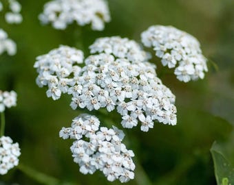 Achillea Millefolium Occidentalis Seeds (Western Yarrow) – 500 Seeds | Native Wildflower | Medicinal Herb | Pollinator Plant