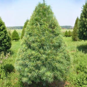 May include: A lush green pine tree stands prominently in a grassy field, surrounded by other trees and vegetation. The tree has a conical shape with dense, needle-like foliage. The scene is set under a clear, blue sky.