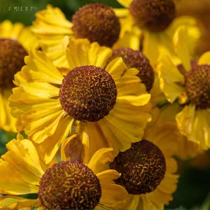 May include: Close-up of vibrant yellow flowers with brown, textured centers. The petals are a bright yellow, and the flowers are in full bloom. The image captures the details of the flower's texture and color.