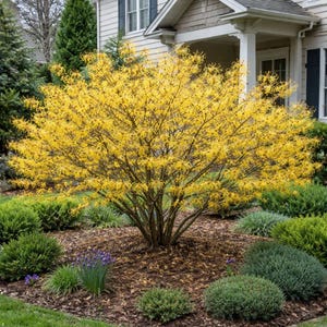 May include: A vibrant yellow flowering shrub in full bloom, surrounded by green bushes and mulch. The shrub is the focal point, set against a house with blue shutters and a white porch. The scene is a well-maintained garden.