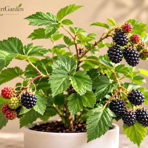 May include: A potted blackberry plant with vibrant green serrated leaves and clusters of fruit in various stages of ripeness, ranging from small green and red berries to large, dark purple, textured blackberries. The text FreshStartGarden is visible.