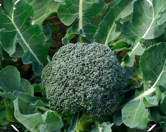 Di Cicco Broccoli Seeds – Heirloom Italian Sprouting Variety (500 Seeds)