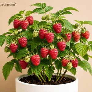Puede incluir: Una planta de frambuesa en maceta con hojas de color verde vibrante y numerosas frambuesas rojas maduras. La planta est&aacute; en una maceta de cer&aacute;mica blanca sencilla con tierra oscura. El texto FreshStartGarden es visible en la esquina superior izquierda.