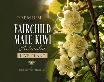 Puede incluir: Una planta viva de kiwi macho Fairchild con flores blancas y hojas verdes. El texto dice: PREMIUM FAIRCHILD MALE KIWI Actinidia LIVE PLANT POLLINATOR FRIENDLY. Un pequeño icono de abeja está centrado bajo el texto sobre fondo verde.