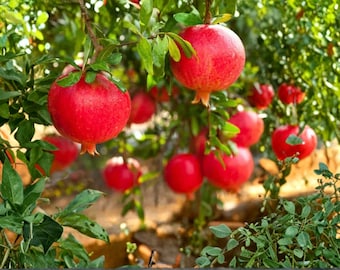 Puede incluir: Varias granadas de color rojo brillante cuelgan de las ramas de un árbol verde. Las frutas redondas tienen una piel suave y firme y están rodeadas de exuberantes hojas verdes. La escena está capturada con luz natural, resaltando el color rojo vivo.