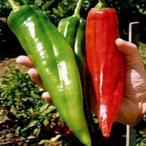 May include: A hand holding three long, vibrant peppers. One is a bright red, and two are green. The peppers are glossy and appear fresh, with a natural background of green foliage. The peppers are a food item.