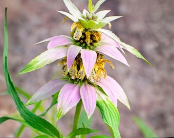 May include: Close-up of a bee balm flower with layered pink petals and yellow and brown speckled centers. The flower has green and white accents and is surrounded by green leaves.