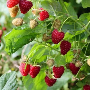 May include: A cluster of raspberries on a green leafy plant, showing a mix of ripe, deep red berries and pale, unripe berries. The textured fruit hangs from thin stems amidst serrated green leaves, capturing the natural growth cycle of the plant.