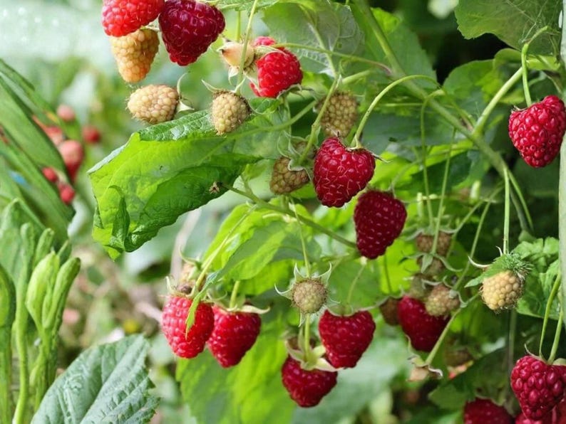 May include: A cluster of raspberries on a green leafy plant, showing a mix of ripe, deep red berries and pale, unripe berries. The textured fruit hangs from thin stems amidst serrated green leaves, capturing the natural growth cycle of the plant.