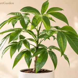 May include: A vibrant green Money Tree plant in a white pot. The plant has large, glossy leaves that radiate from the central stem. The pot sits on a neutral background. The text "FreshStartGarden" is in the upper left corner.