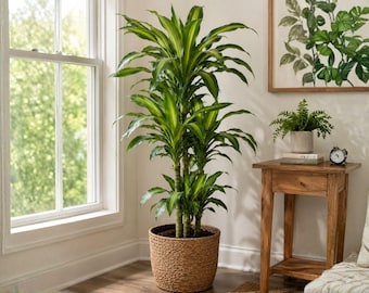 Puede incluir: Una planta Dracaena fragrans alta con hojas verdes largas y puntiagudas que presentan rayas amarillas centrales. La planta tiene varios tallos leñosos gruesos y está colocada en una cesta redonda y texturizada de fibras naturales trenzadas.