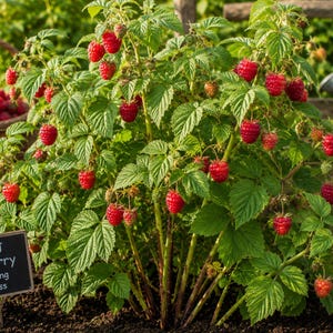 Op de afbeelding: Een Joan J frambozenplant met felrode bessen en groene bladeren. Een klein zwart bordje in de grond vermeldt: Joan J Raspberry Everbearing Thornless. Een gevlochten mand gevuld met geoogste frambozen staat links van de plant.