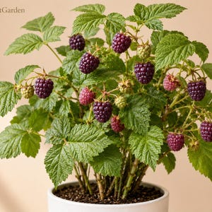 May include: A potted blackberry plant with vibrant green serrated leaves and numerous clusters of ripening berries in shades of deep purple, dark red, and light green. The text FreshStartGarden is visible in the upper left corner of the image.