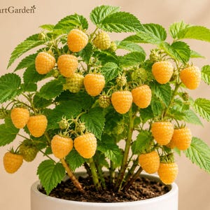 K&ouml;nnte beinhalten: Eine Himbeerpflanze im Topf mit leuchtend gelben Beeren und gezackten gr&uuml;nen Bl&auml;ttern. Die Pflanze steht in einem wei&szlig;en Keramiktopf. Der Text FreshStartGarden ist in der oberen linken Ecke des Bildes deutlich zu erkennen.