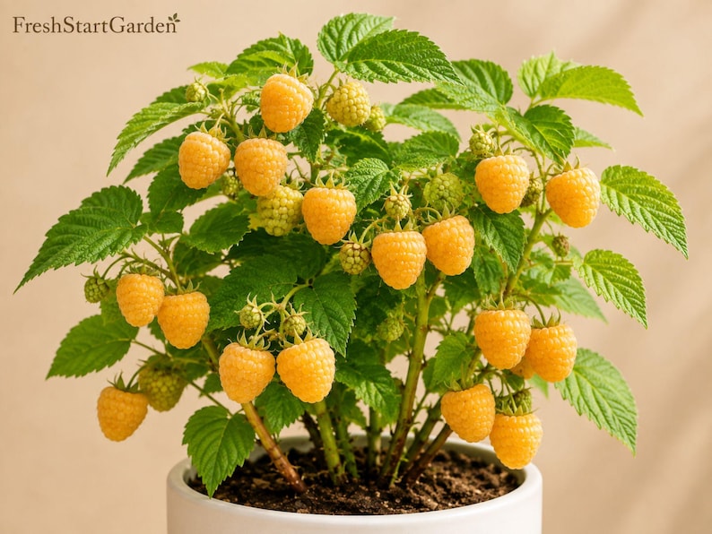 K&ouml;nnte beinhalten: Eine Himbeerpflanze im Topf mit leuchtend gelben Beeren und gezackten gr&uuml;nen Bl&auml;ttern. Die Pflanze steht in einem wei&szlig;en Keramiktopf. Der Text FreshStartGarden ist in der oberen linken Ecke des Bildes deutlich zu erkennen.