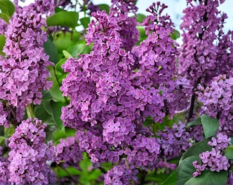 Old Fashioned Lilac Shrubs: Fragrant Purple Bloom, Cottage Garden Plants (2 Bare Root)