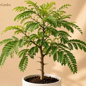 May include: A small potted plant with a central woody stem featuring sharp thorns and delicate, feathery green compound leaves. The plant is housed in a simple white ceramic pot filled with dark soil. The text FreshStartGarden is visible.