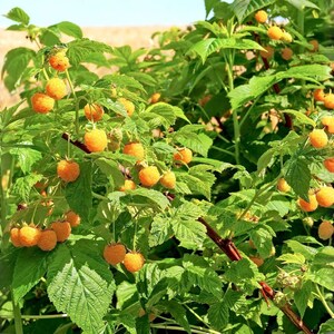 K&ouml;nnte beinhalten: Ein Himbeerstrauch mit zahlreichen reifen, goldgelben Beeren, die an gr&uuml;nen Stielen h&auml;ngen. Die Pflanze hat gezackte, hellgr&uuml;ne Bl&auml;tter und rotbraune, holzige Ruten, wobei viele Fruchtcluster im gesamten Blattwerk zu sehen sind.